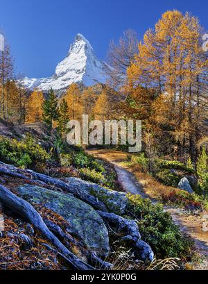 Wanderweg auf der Riffelalp mit goldgelben Lärchen und Matterhorn 4478m im Herbst, Zermatt, Mattertal, Wallis, Schweiz, Europa Stockfoto