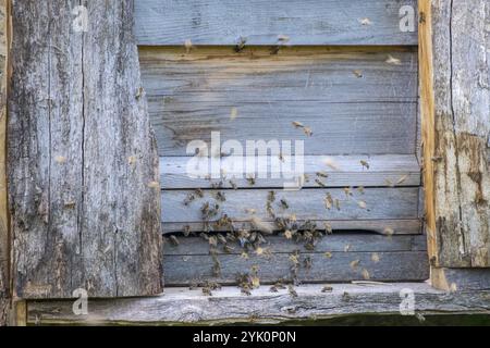 Bienen schwärmen aus einem alten Holzhaus, das als Bienenstock dient, Nordrhein-Westfalen, Deutschland, Europa Stockfoto