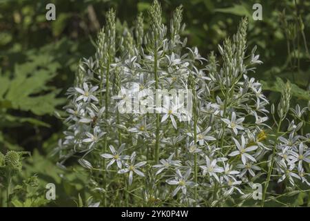 Milchstern (Ornithogalum ponticum), Münsterland, Nordrhein-Westfalen, Deutschland, Europa Stockfoto