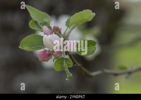 Apfelblüte (Malus), Nahaufnahme, Bayern, Deutschland, Europa Stockfoto