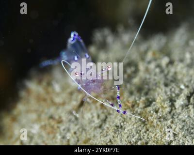 Eine zarte, durchscheinende Garnele, Saravati Anemone Partner Shrimp (Ancylomenes sarasvati), auf sandigem Untergrund, Tauchplatz Spice Reef, Penyapangan, Bali, Stockfoto