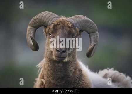 Brauner und weißer Widder mit runden Hörnern, Schafe, Mykinen, Utoyggjar, Färöer Inseln, Dänemark, Europa Stockfoto