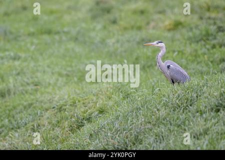 Graureiher (Ardea cinerea), Emsland, Niedersachsen, Deutschland, Europa Stockfoto