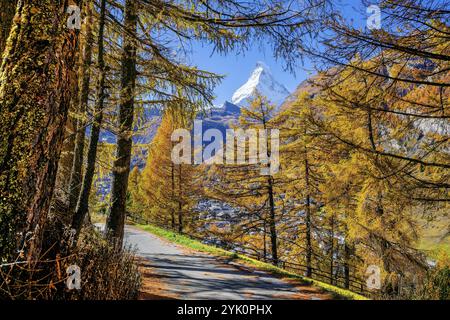 Wanderweg mit goldenen Lärchen und Matterhorn 4478 m im Herbst, Zermatt, Mattertal, Wallis, Schweiz, Europa Stockfoto