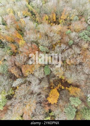 Luftaufnahme, Ansicht von oben nach unten eines herbstfarbenen Mischwaldes, Kanton Schaffhausen, Schweiz, Europa Stockfoto