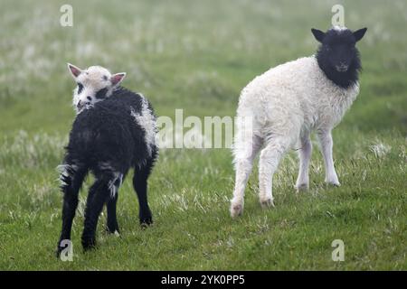 Zwei weiße und schwarze Lämmer, Schafe, auf einer Wiese, Mykines, Utoyggjar, Färöer, Dänemark, Europa Stockfoto