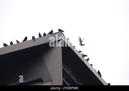 Stadttauben, Dresden, Sachsen, Deutschland, Europa Stockfoto