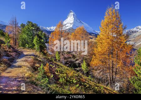 Wanderweg auf der Riffelalp mit goldgelben Lärchen und Matterhorn 4478m im Herbst, Zermatt, Mattertal, Wallis, Schweiz, Europa Stockfoto