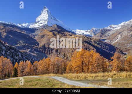 Wanderweg auf der Riffelalp mit goldgelben Lärchen und Matterhorn 4478m im Herbst, Zermatt, Mattertal, Wallis, Schweiz, Europa Stockfoto