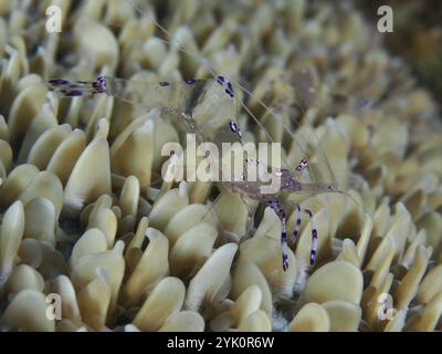 Transparente Garnelen, Saravati Anemone Partner Shrimp (Ancylomenes sarasvati), auf detaillierten, hellen Korallenstrukturen, Spice Reef Tauchplatz, Penya Stockfoto