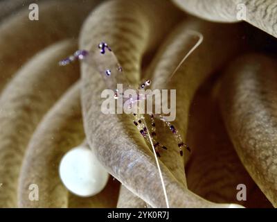 Transparente Garnelen, Saravati Anemonen Partner Garnelen (Ancylomenes sarasvati), zwischen beigen Tentakeln einer Meeresanemone unter Wasser, Tauchplatz Twin Reef Stockfoto