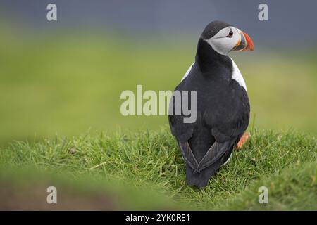 Puffin (Fratercula arctica), Mykines, Färöer, Dänemark, Europa Stockfoto