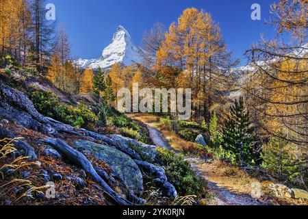 Wanderweg auf der Riffelalp mit goldgelben Lärchen und Matterhorn 4478m im Herbst, Zermatt, Mattertal, Wallis, Schweiz, Europa Stockfoto