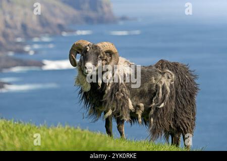 Schafböcke mit runden Hörnern und verfilztem Fell, Schafe, Mykinen, Utoyggjar, Färöer, Dänemark, Europa Stockfoto