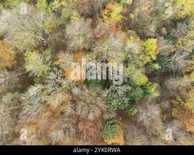 Luftaufnahme, Ansicht von oben nach unten eines herbstfarbenen Mischwaldes, Kanton Schaffhausen, Schweiz, Europa Stockfoto