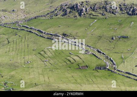 Alte Mauern, die den Weg der Schafe am Schaftrieb, Wiesen, Mykinen, Färöer Inseln, Europa umgeben Stockfoto