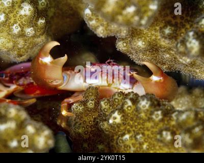 Eine rot-orange Krabbe, violette Korallenkrabbe (Trapezia cymodoce), versteckt sich zwischen Korallen in einem Nahaufnahme Tauchplatz Puri Jati, Umeanyar, Bali, Indonesien, Asien Stockfoto