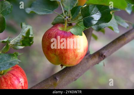 Roter Apfel auf dem Baum, Ladakh, Indien Stockfoto