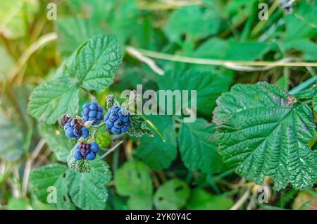 Makrofoto blaue Beeren hängen an Zweigen mit grünen Blättern im Wald. Unscharfer Hintergrund Stockfoto