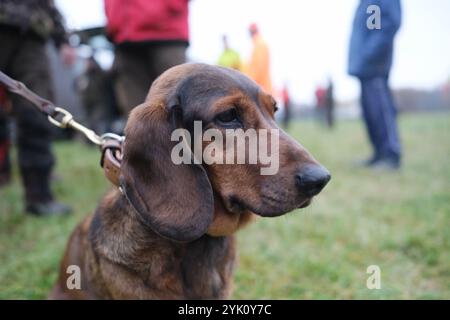 Mockrehna, Deutschland. November 2024. Ein Jagdhund der Rasse Alpenländische Dachsbracke sitzt auf einer Wiese am Ende einer gefahrenen Jagd. Die Jagdsaison, die bis Januar 2025 dauert, begann am Wochenende in allen sächsischen Waldbezirken. In der Dübinger Heide versammelten sich 120 Jäger aus ganz Deutschland, um Rot-, Schwarz- und Reh zu jagen, um die Wildpopulation für den Wald auf einem gesunden Niveau zu halten. Quelle: Sebastian Willnow/dpa/Alamy Live News Stockfoto