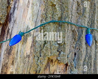 Nahaufnahme blauer Weihnachtslichter um einen Baumstamm in einem Stadtpark im Nordosten von Ohio an einem späten Herbstmorgen. Stockfoto