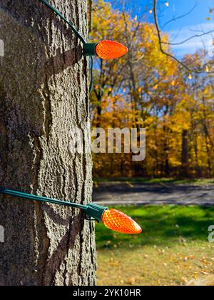 Ein Paar oranger Weihnachtslichter, die im Spätherbst in einem Ohio Park auf einem Baumstamm aufgehängt sind Stockfoto