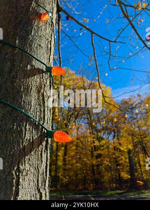 Drei orangefarbene Weihnachtslichter um einen Baumstamm mit zusätzlichen Lichtern im Hintergrund mit weichem Fokus Stockfoto