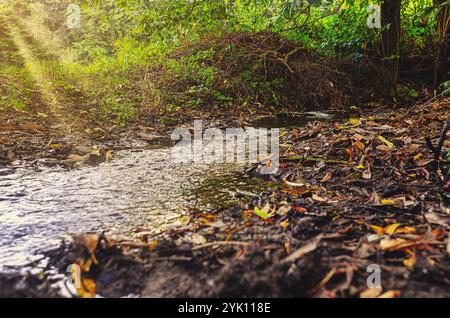 Streamen Sie in Sonnenlicht. Waldlandschaft mit Bach zwischen gefallenen Blättern und Ästen. Herbstduft Stockfoto
