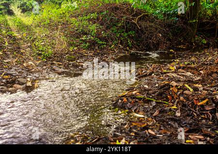 Waldlandschaft mit Bach zwischen gefallenen Blättern und Ästen. Streamen Sie in Sonnenlicht. Herbstduft Stockfoto