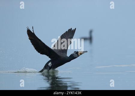 Der große Kormorant wird vom Wasser aus beginnen Stockfoto