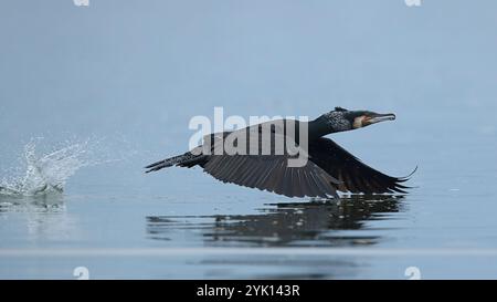 Der große Kormorant wird vom Wasser aus beginnen Stockfoto