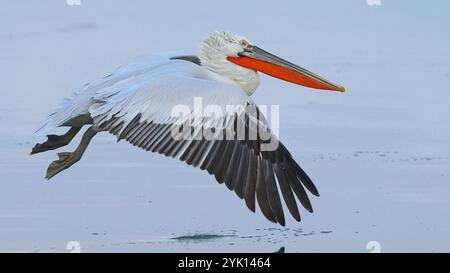 Ein adulter dalmatinischer Pelikan im Flug über dem Kerkini-See in Griechenland Stockfoto