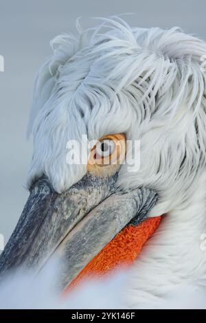 Nahaufnahme des Kopfes eines erwachsenen dalmatinischen Pelikaners Stockfoto