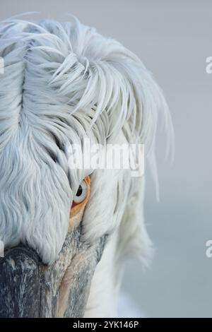 Nahaufnahme des Kopfes eines erwachsenen dalmatinischen Pelikaners Stockfoto