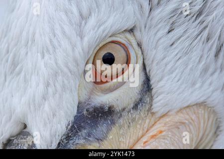 Nahaufnahme des Auges eines erwachsenen dalmatinischen Pelikaners Stockfoto