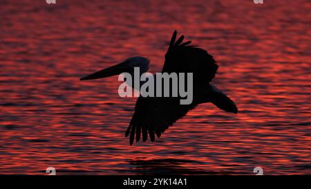 Silhouette eines fliegenden Pelikans, dalmatinischer Pelikan, über der roten Wasseroberfläche am frühen Morgen am Kerkini-See in Griechenland Stockfoto