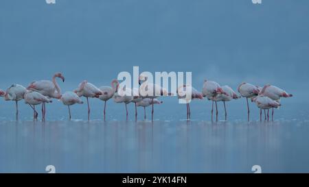 Greater Flamingo am See Kerkini in Griechenland ist ein wichtiger Überwinterungsort Stockfoto