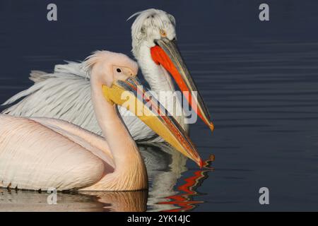 Dalmatinischer Pelikan und großer weißer Pelikan schwimmen zusammen am See Kerkini in Griechenland Stockfoto