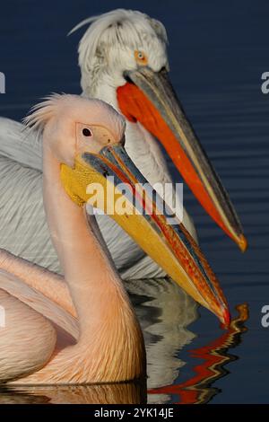 Dalmatinischer Pelikan und großer weißer Pelikan schwimmen zusammen am See Kerkini in Griechenland Stockfoto