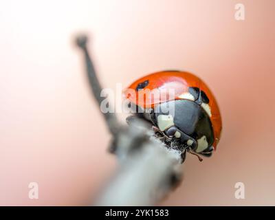 Detaillierte Makroaufnahme eines lebendigen Marienkäfers, der zart auf einem Zweig thront und seine leuchtend rote Schale und kleine schwarze Flecken hervorhebt. Ein perfektes Beispiel für na Stockfoto