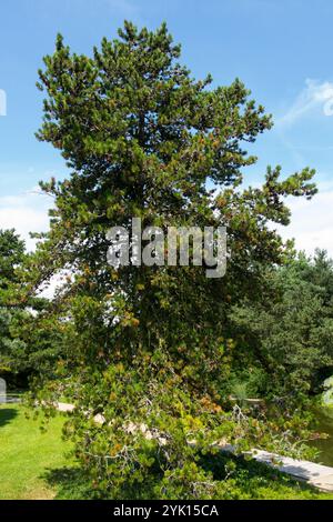 Pinus contorta Tree Rocky Mountain Tall Lodgepole Pinus contorta var. Latifolia Stockfoto