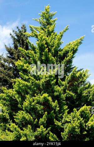 Leyland Cypress Tree Cupressus x leylandii „Gold Ryder“ Stockfoto