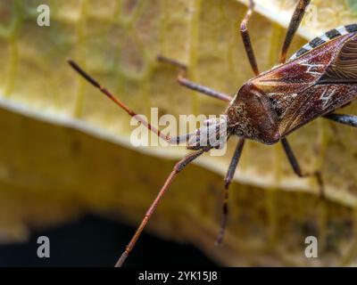 Nahaufnahme von Pine Seed Bug, der auf einem Blatt liegt Stockfoto