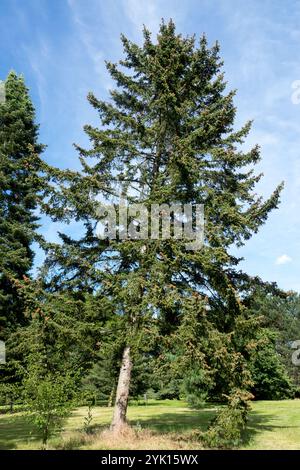 Japanische Buchtenfichte Picea maximowiczii Stockfoto