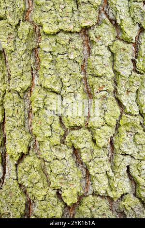 Kiefernrinde Pinus contorta Stockfoto