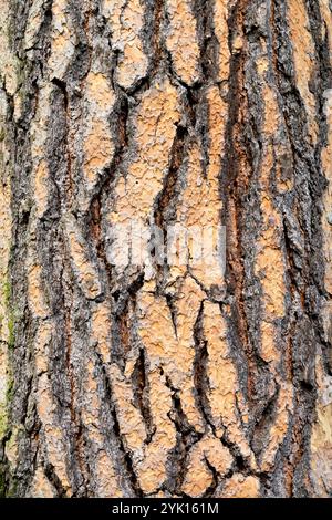 Pinus ponderosa Kiefernrinde Stockfoto