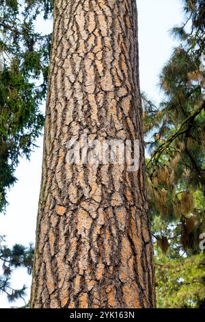 Pinus ponderosa Baumstamm Stockfoto