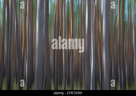 Blankenburg, Deutschland. Oktober 2024. Blick auf Kiefern im Heers Wald. (Effekt durch Kamerabewegung mit langer Belichtungszeit) Credit: Hauke Schröder/dpa/Alamy Live News Stockfoto