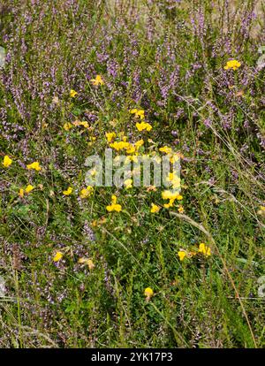 Käringtand Lotus corniculatus und Ling Calluna vulgaris blühen auf einer Wiese Stockfoto