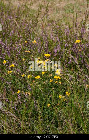 Käringtand Lotus corniculatus und Ling Calluna vulgaris blühen auf einer Wiese Stockfoto